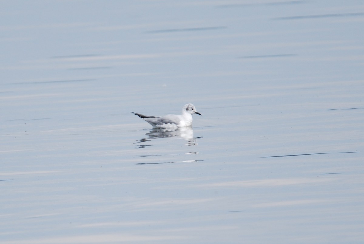 Mouette de Bonaparte - ML550796921