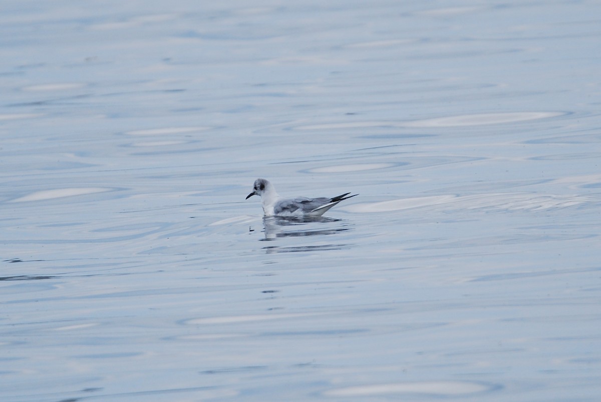 Bonaparte's Gull - ML550797011