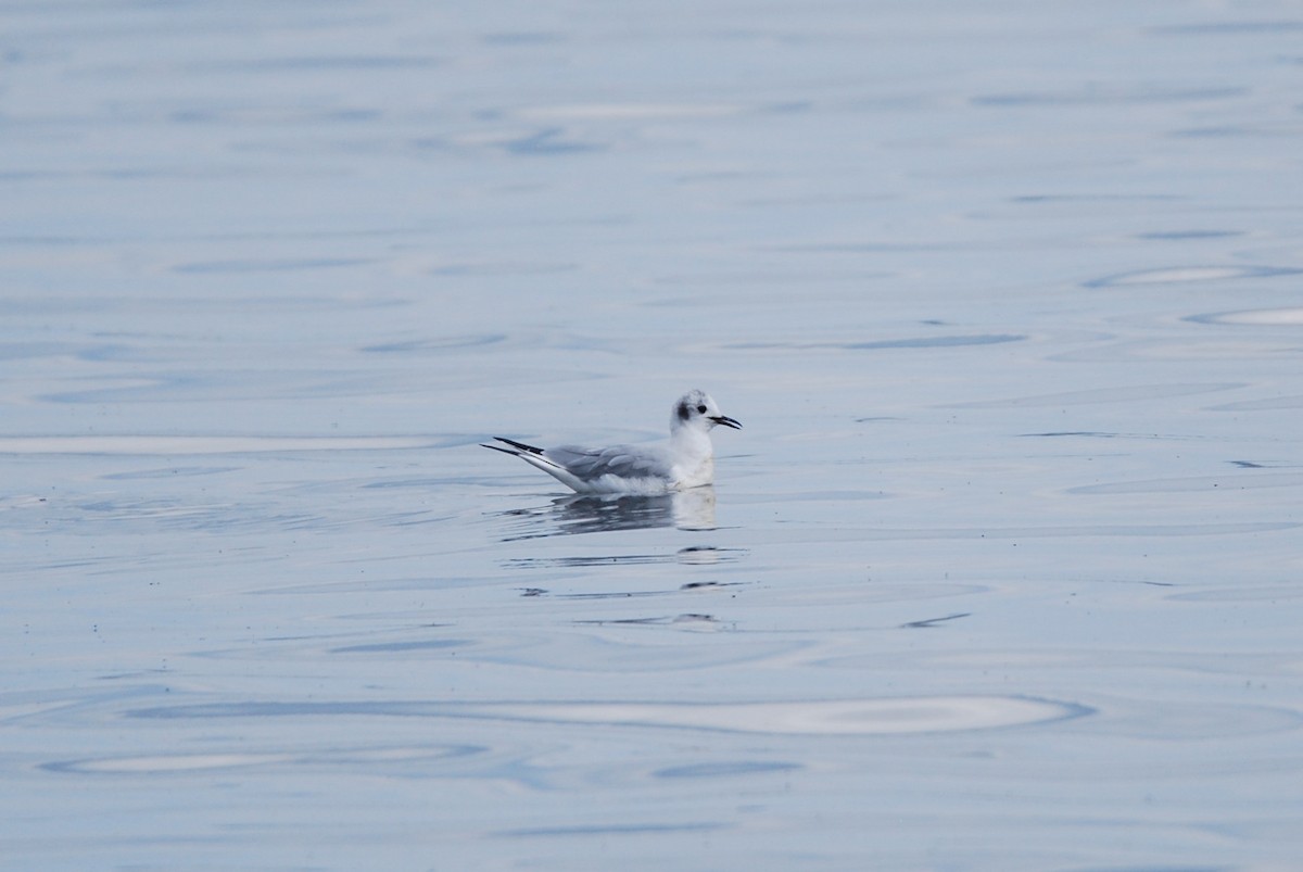 Mouette de Bonaparte - ML550797151