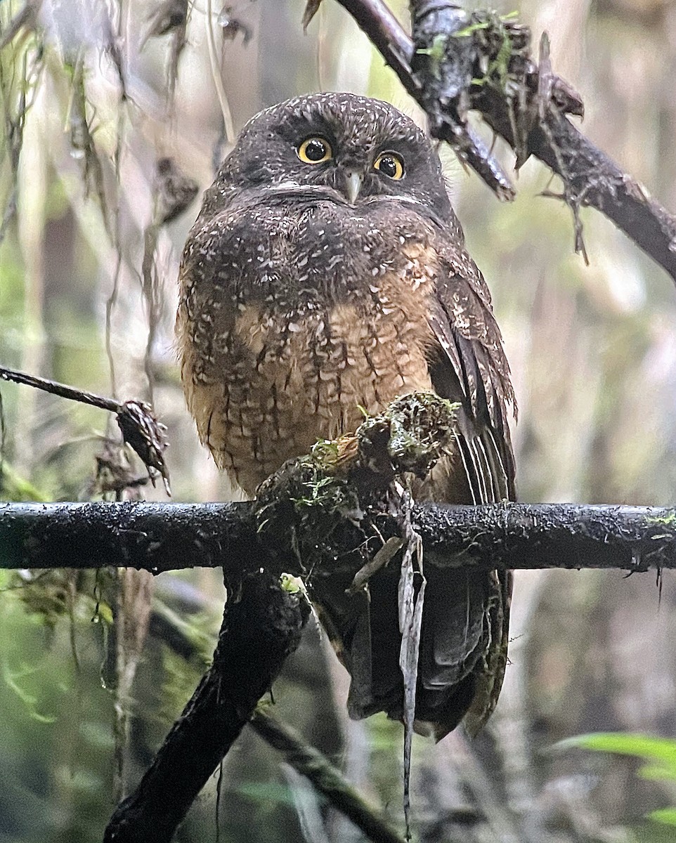 White-throated Screech-Owl - Rick Thomas