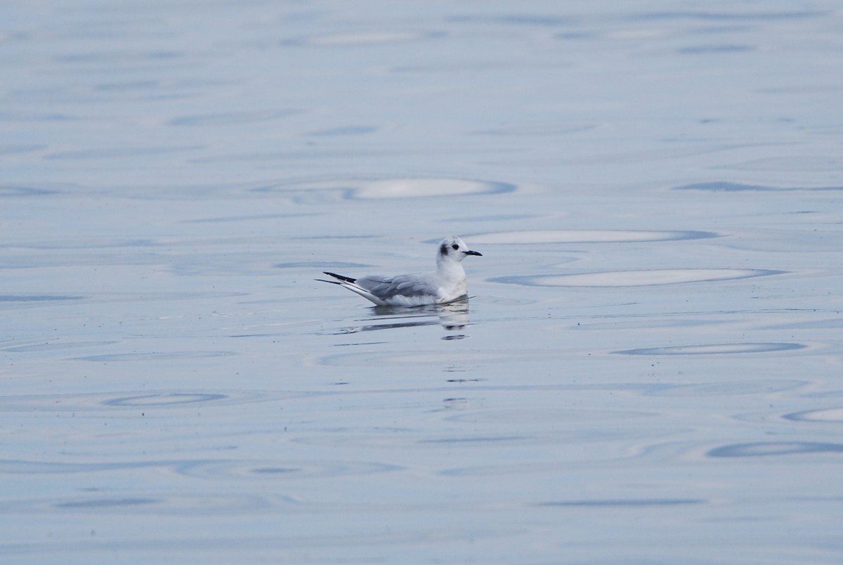 Bonaparte's Gull - ML550797261