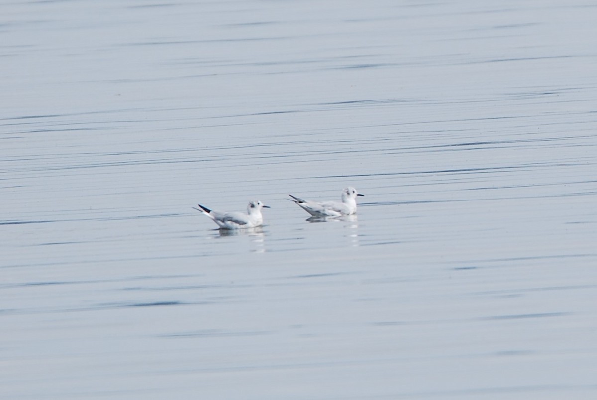 Bonaparte's Gull - ML550797411