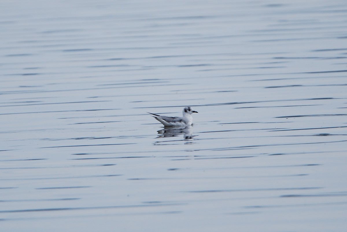 Mouette de Bonaparte - ML550797511