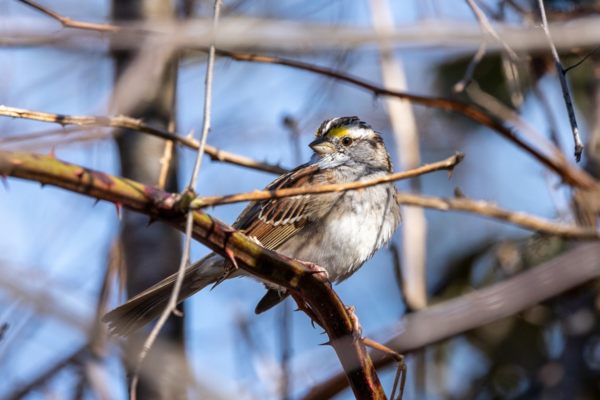 White-throated Sparrow - ML550797901