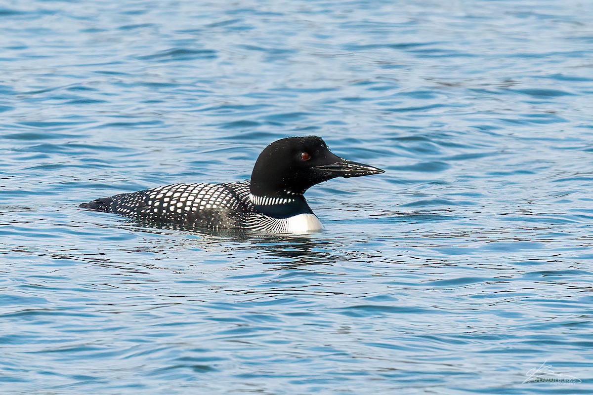 Plongeon huard - ML550798411