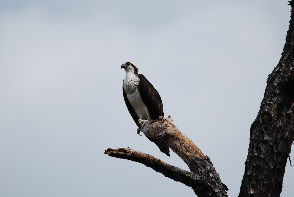 Osprey - ML550799041