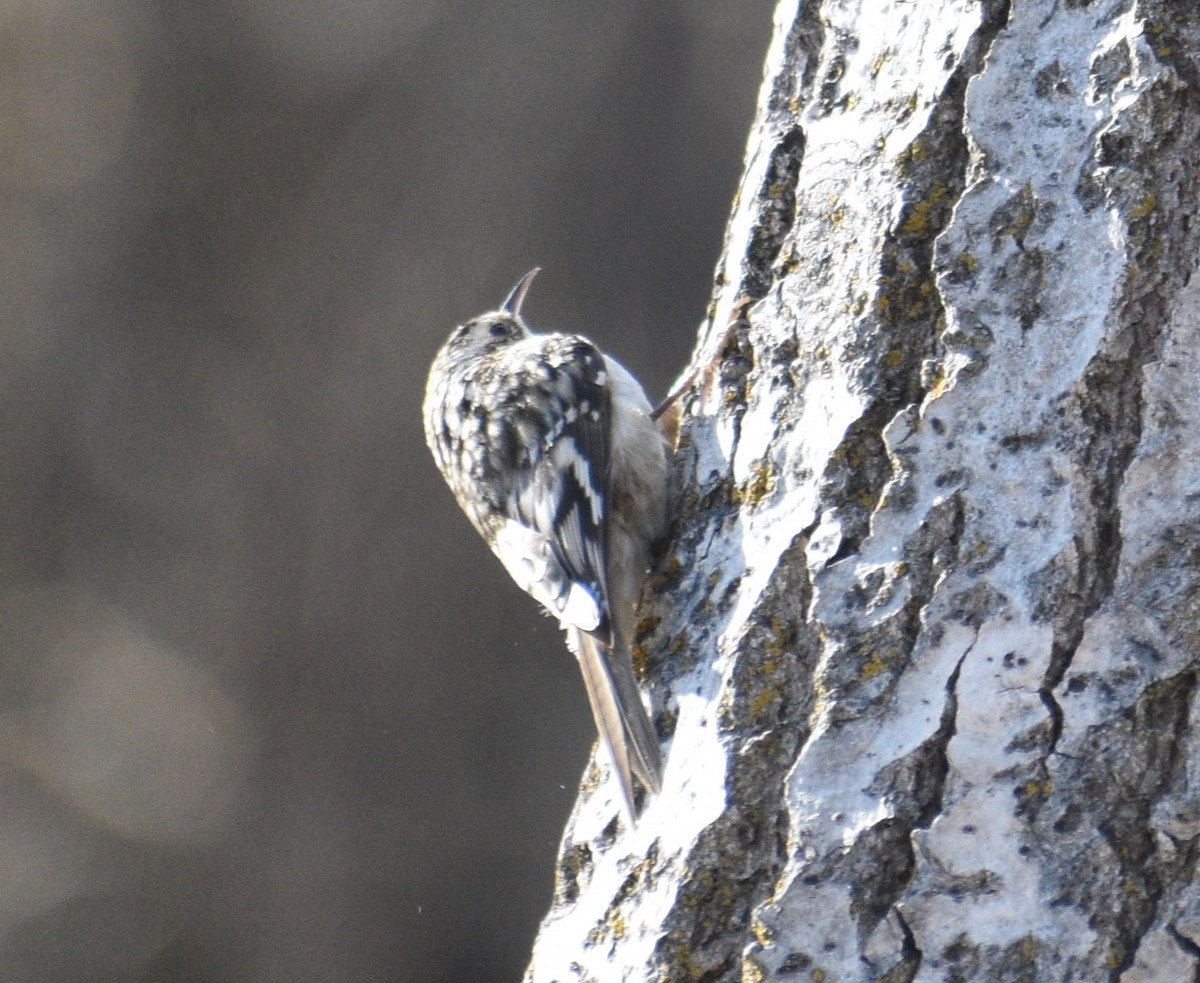 Brown Creeper - ML550799051