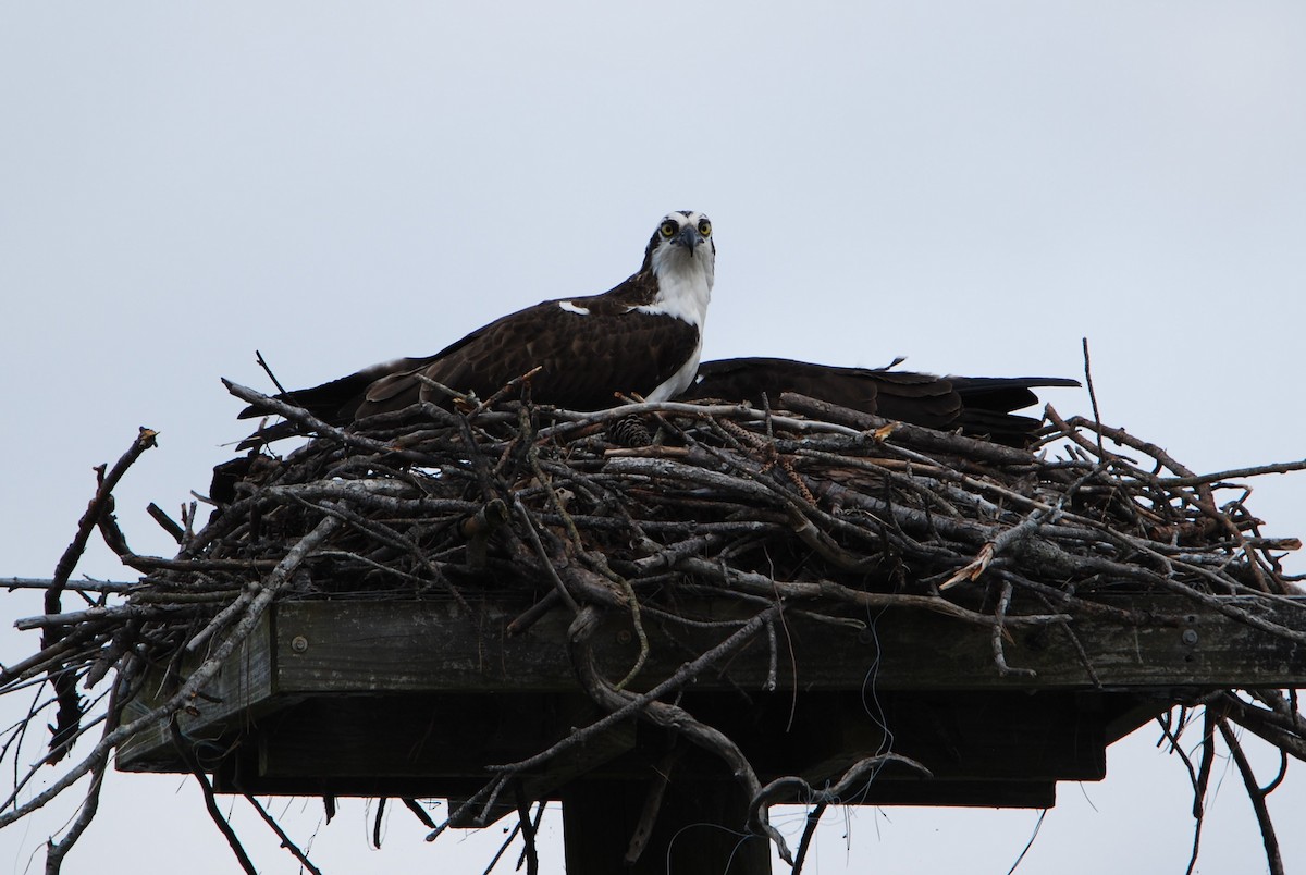 Osprey - ML550799321