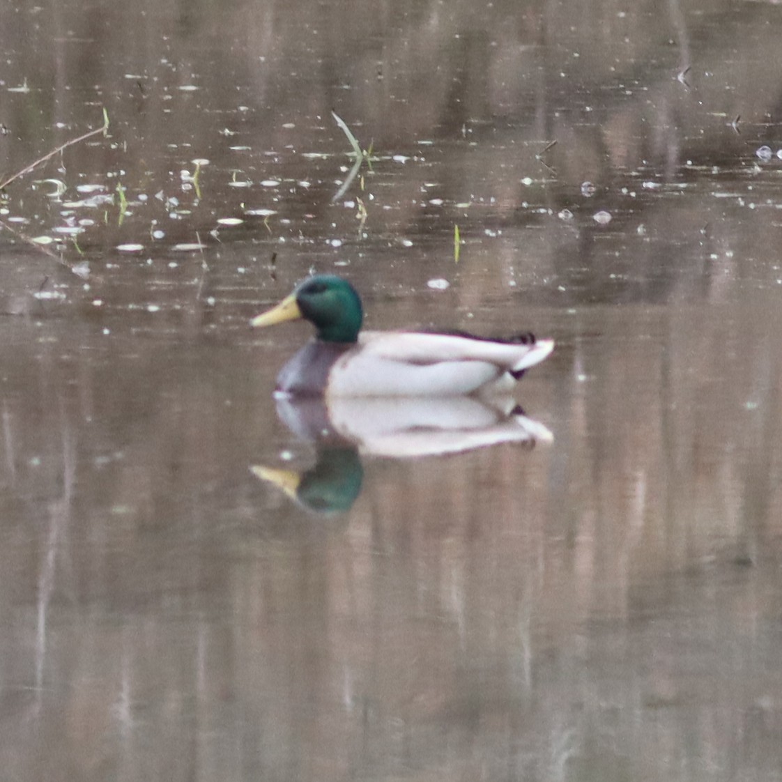 Canard colvert - ML550799481