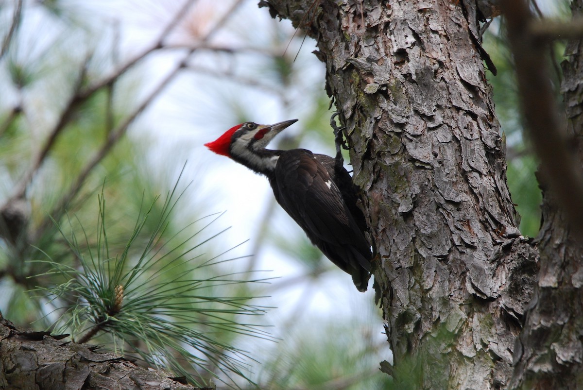 Pileated Woodpecker - ML550799491