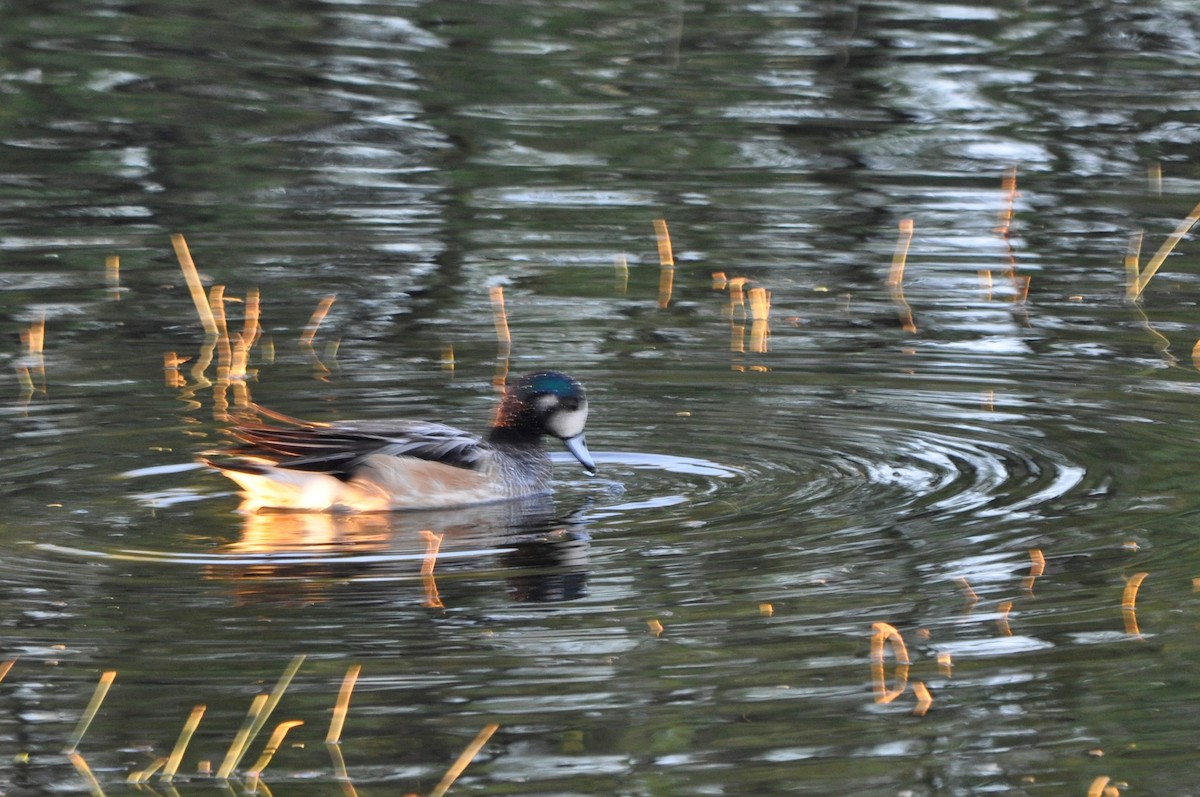 Chiloe Wigeon - María Ester Quiroga