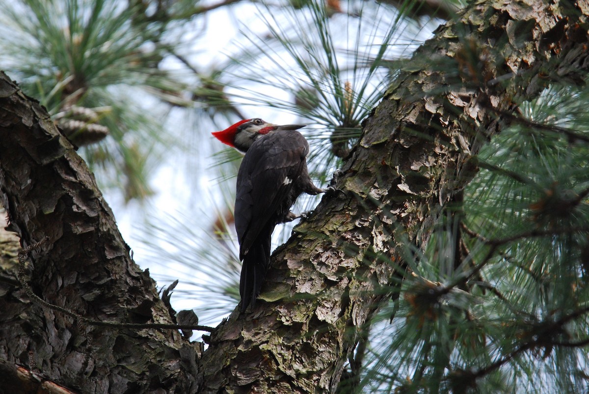 Pileated Woodpecker - ML550799691