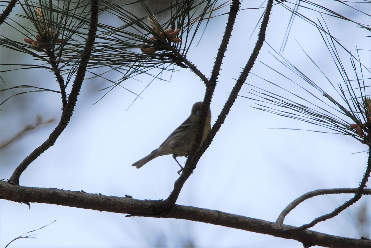 Pine Warbler - ML550800001