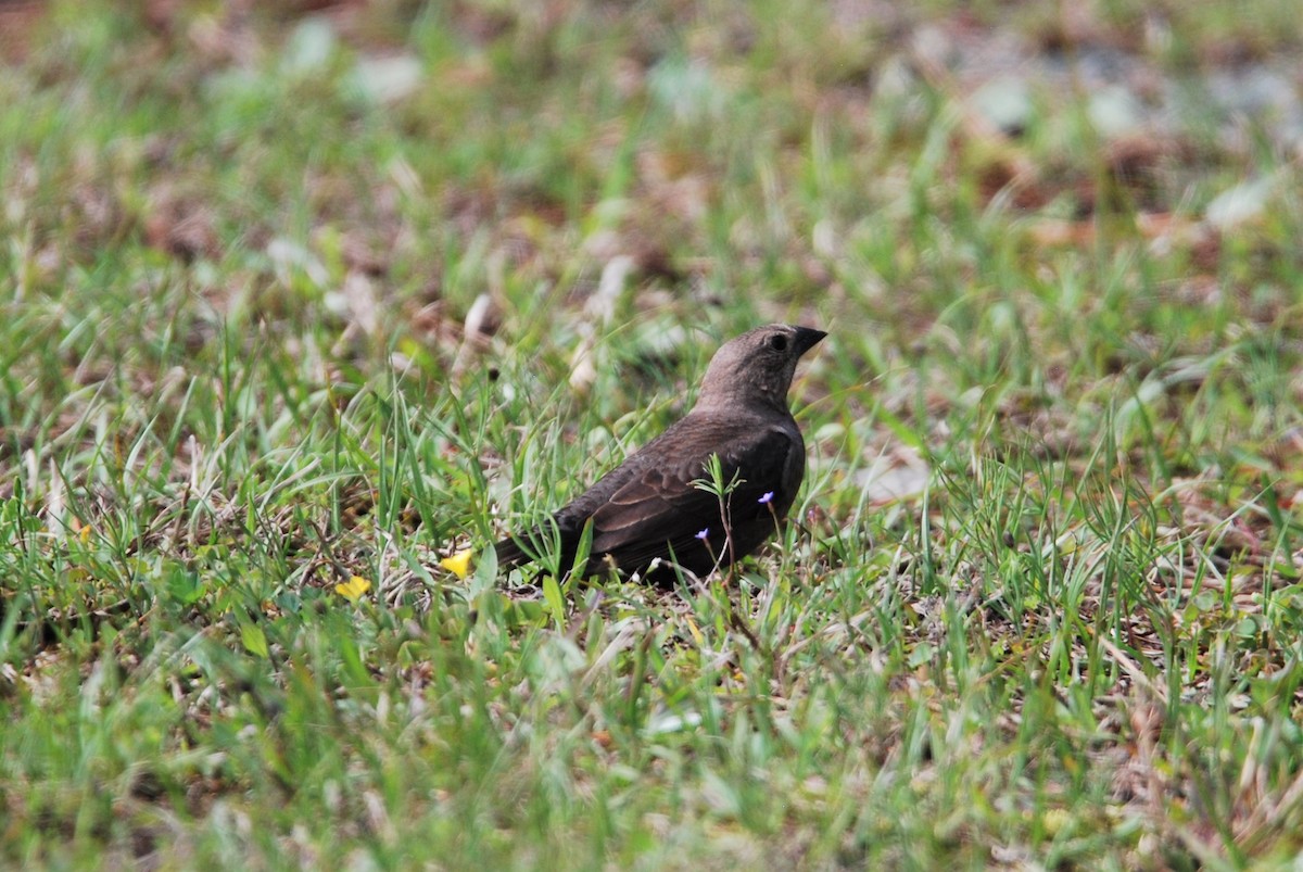 Brown-headed Cowbird - ML550800471