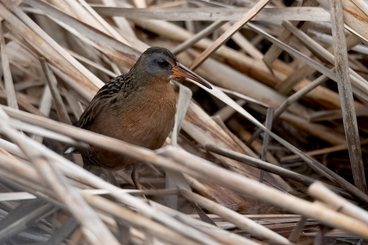 Virginia Rail - Sue Barth
