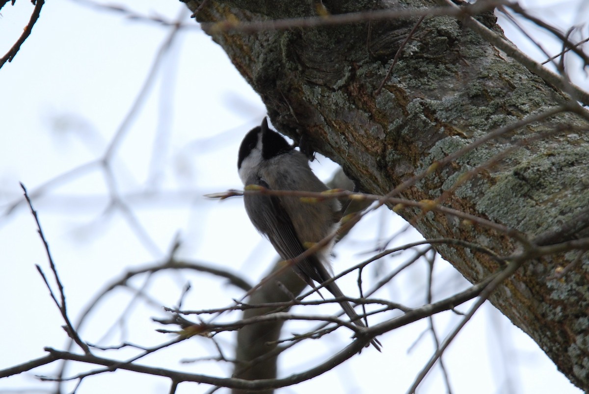 Carolina Chickadee - ML550800891