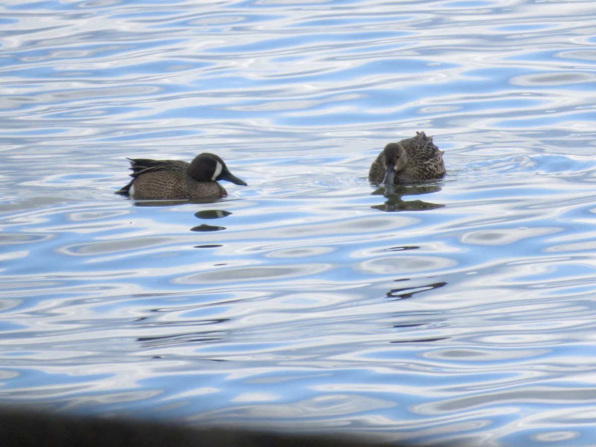 Blue-winged Teal - ML550801451