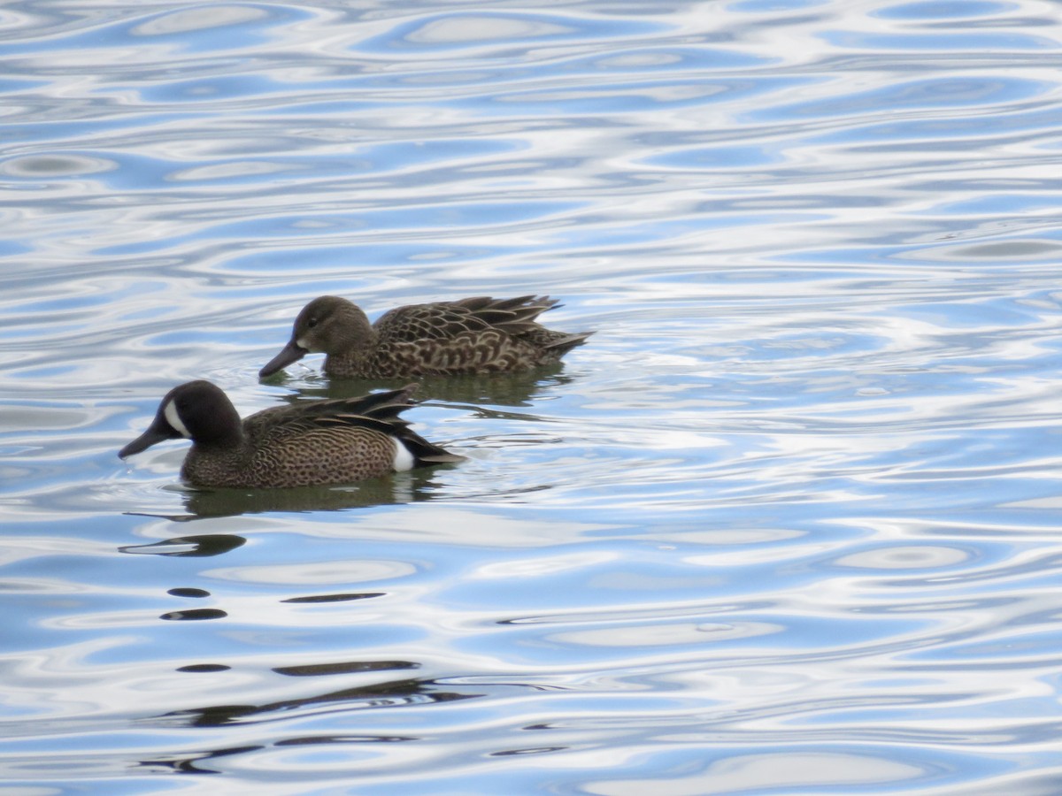 Blue-winged Teal - ML550801521