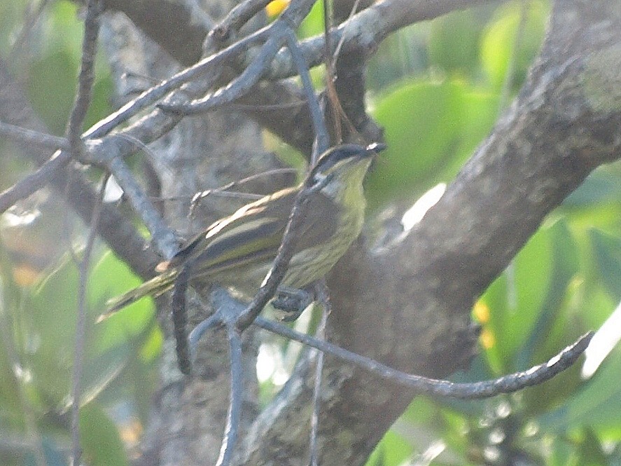 Varied Honeyeater - ML550801661