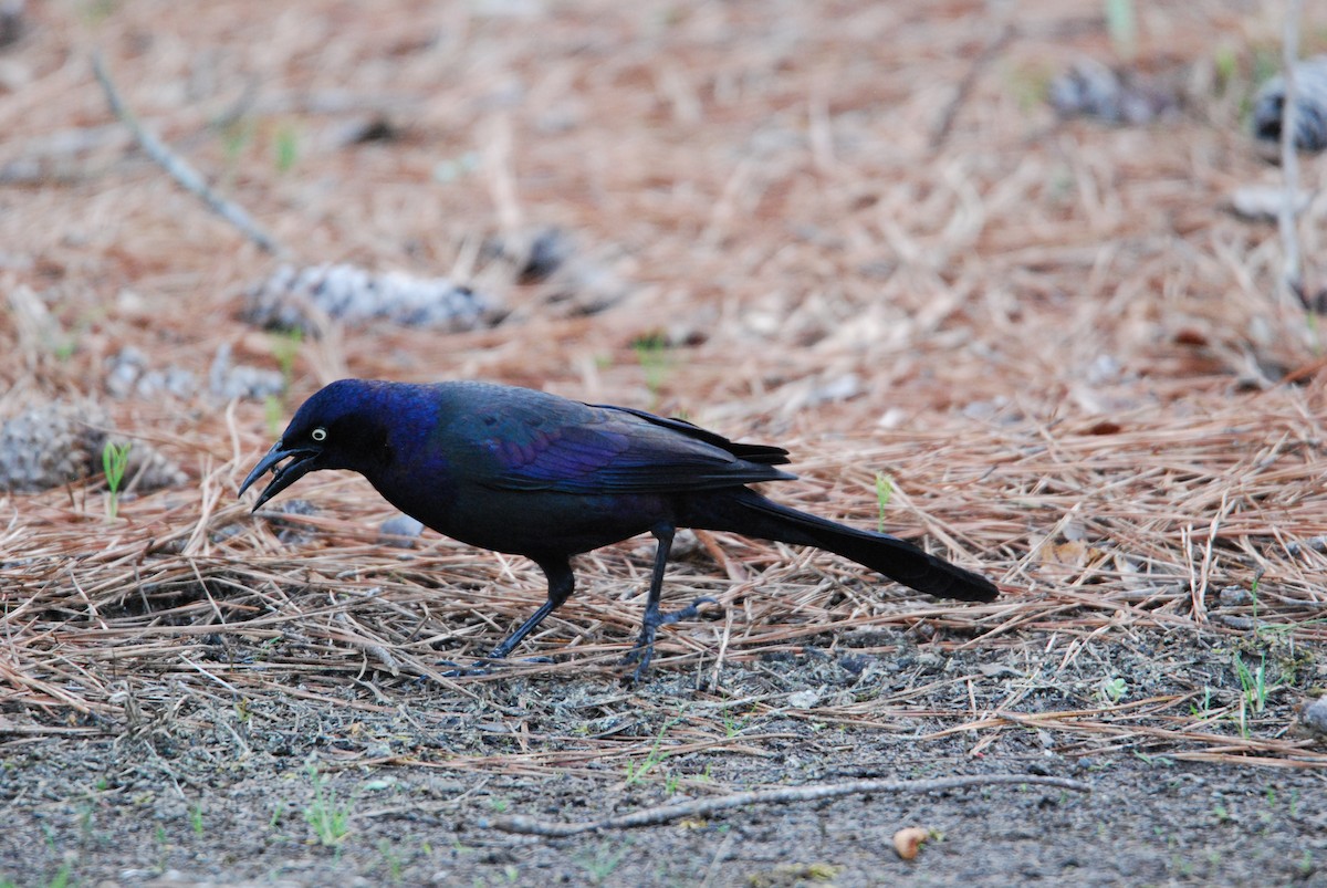 Common Grackle - ML550802641