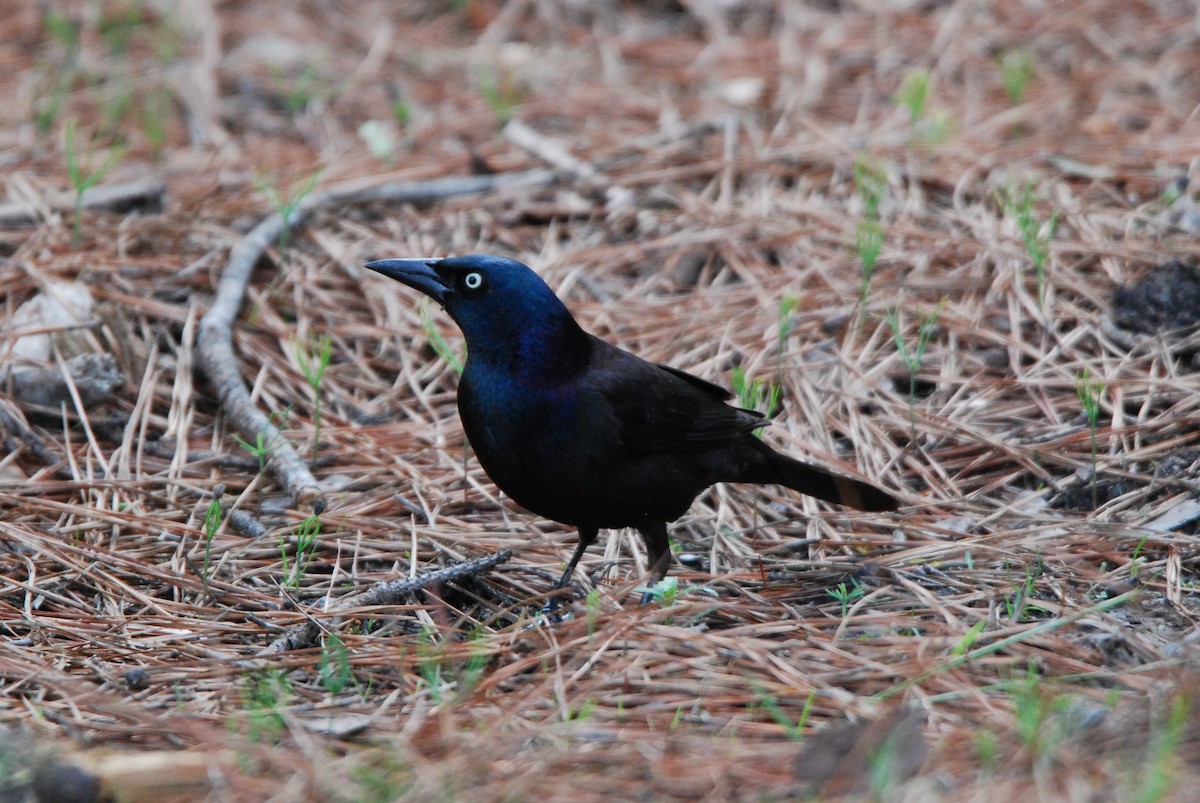 Common Grackle - ML550802861
