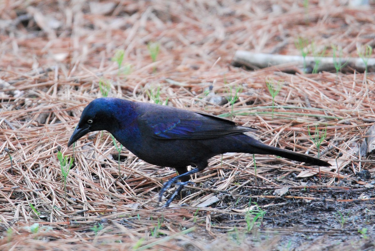 Common Grackle - ML550802941