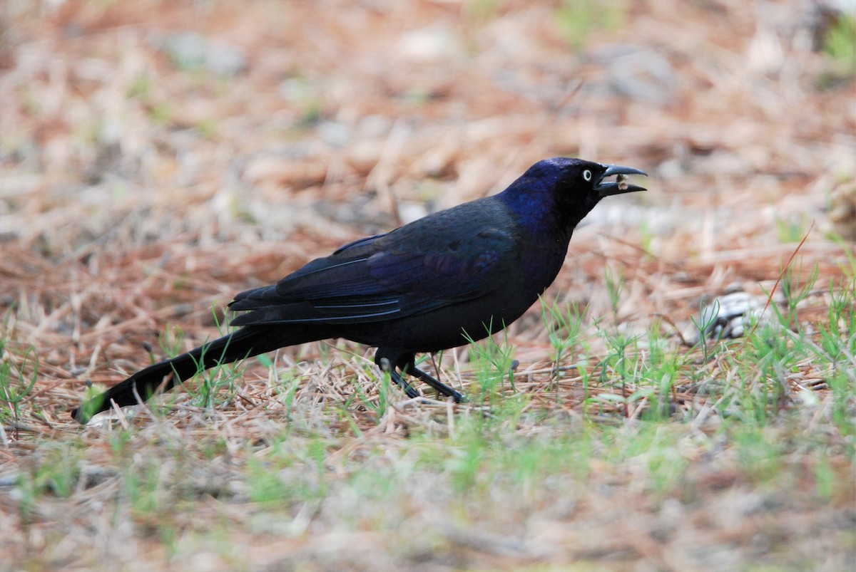 Common Grackle - ML550803041