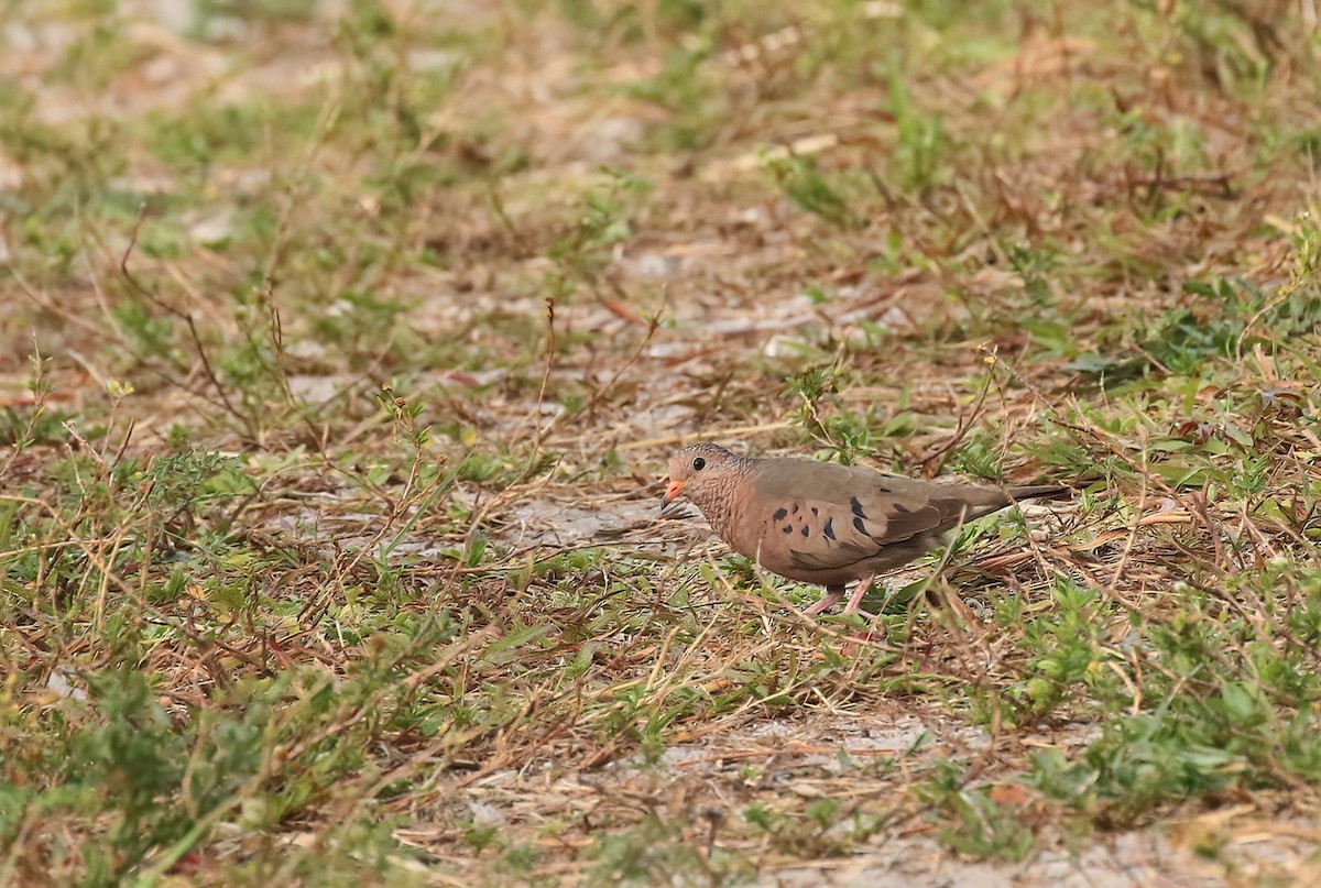 Common Ground Dove - ML550803071