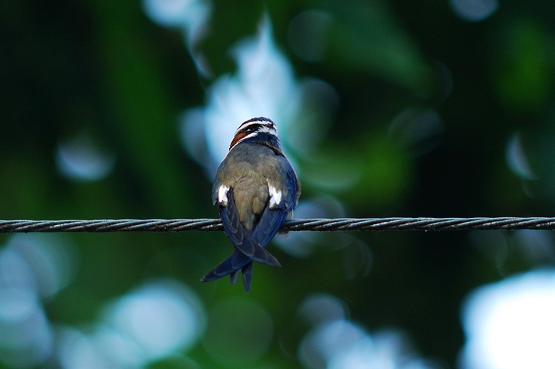 Whiskered Treeswift - Tanakorn Chantasuban