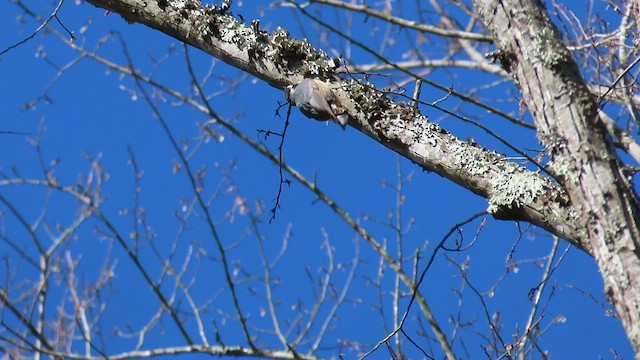 Red-breasted Nuthatch - ML550804331
