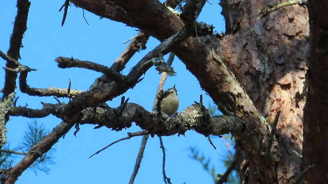 Red-breasted Nuthatch - ML550804371