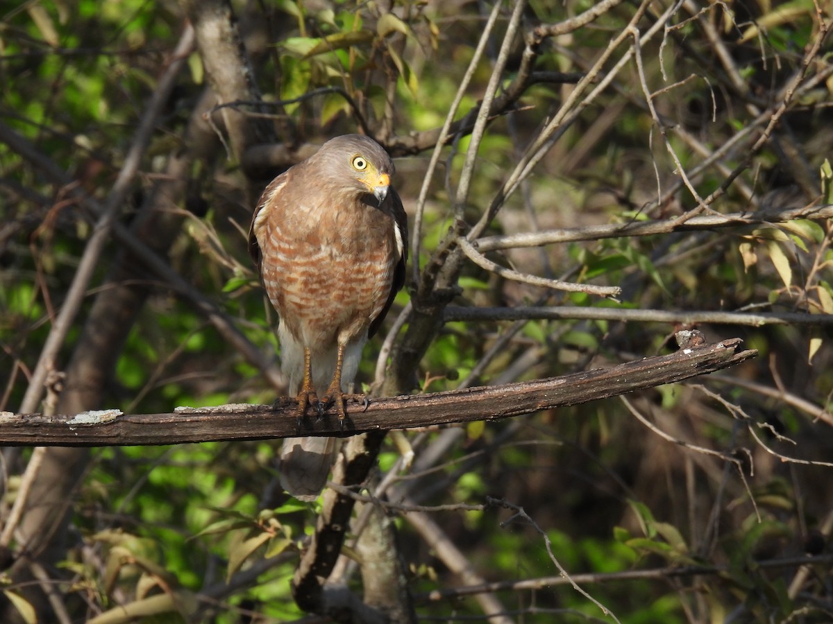 Roadside Hawk - ML550804551