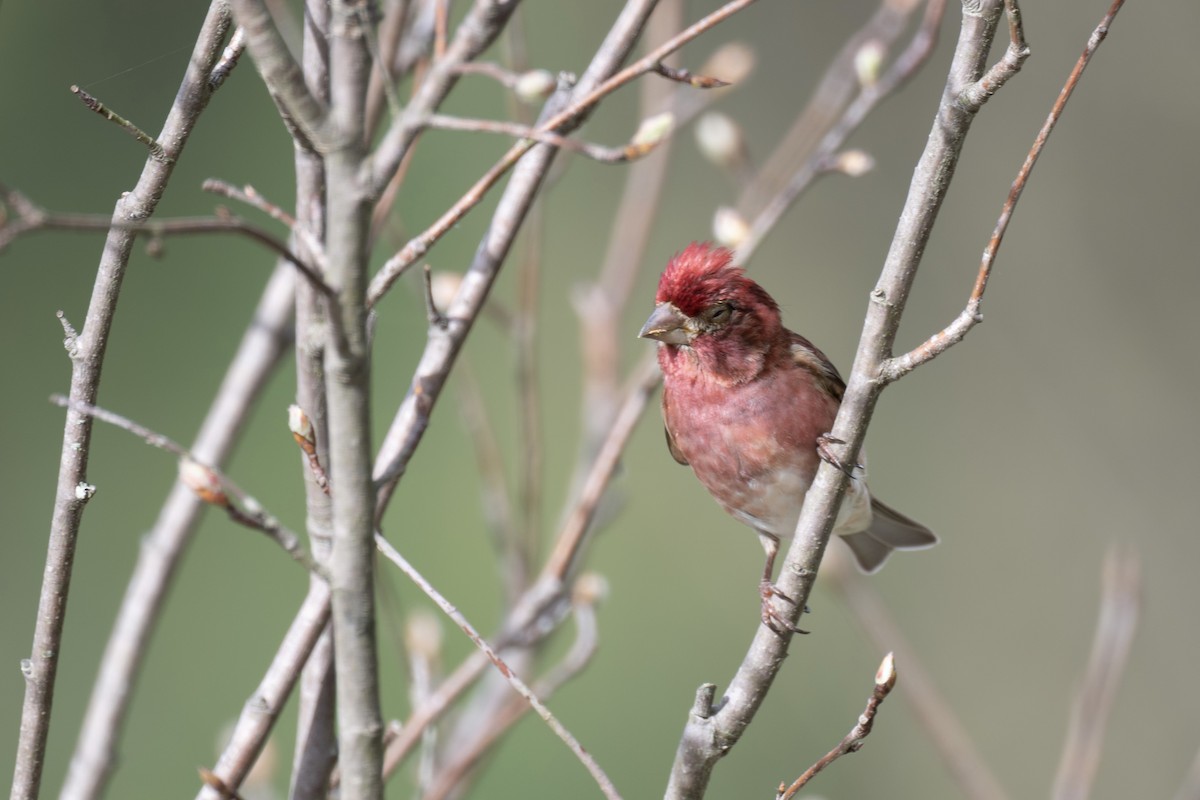 Purple Finch - ML550806301