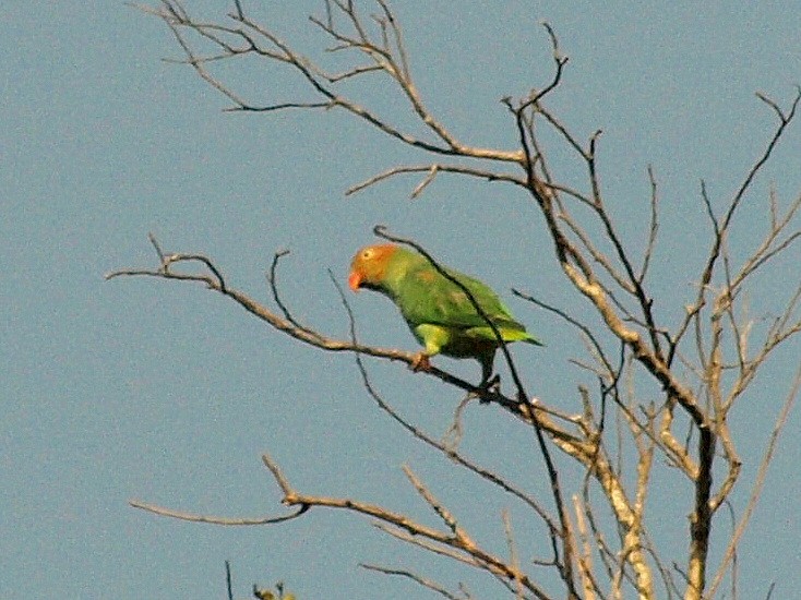 Red-cheeked Parrot - ML550806381