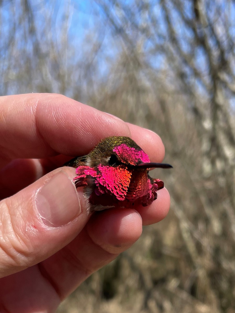 Anna's x Rufous Hummingbird (hybrid) - ML550807281