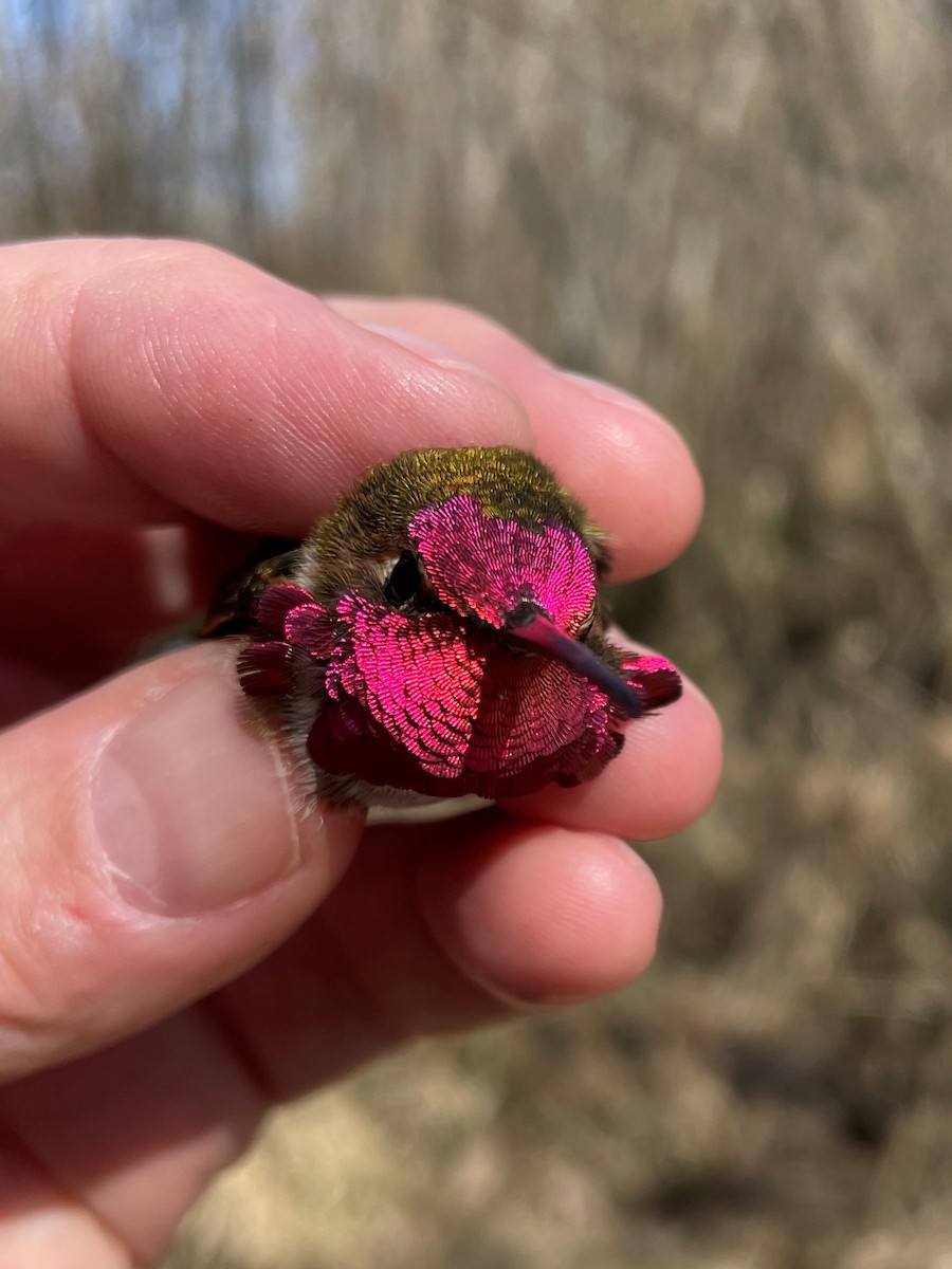 Anna's x Rufous Hummingbird (hybrid) - ML550807291