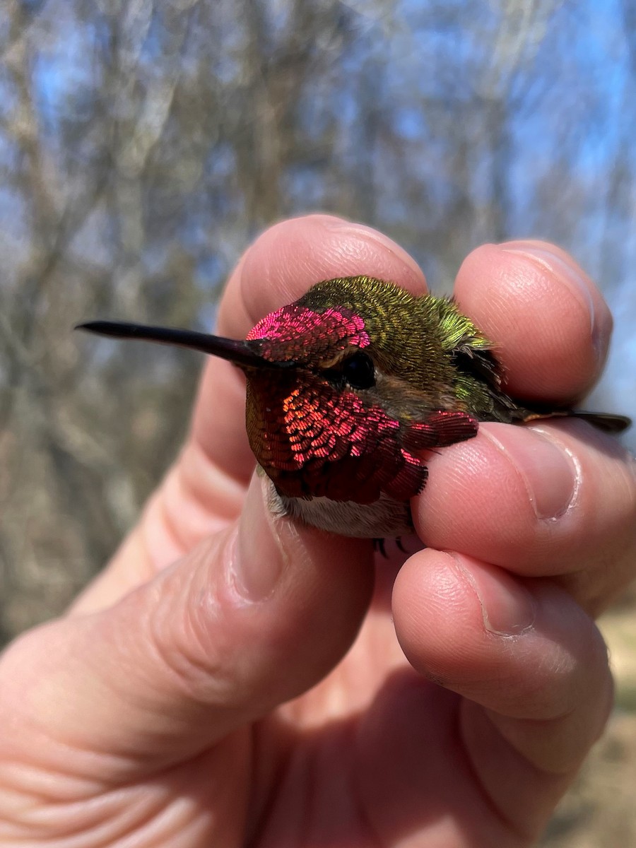 Anna's x Rufous Hummingbird (hybrid) - Eric Demers