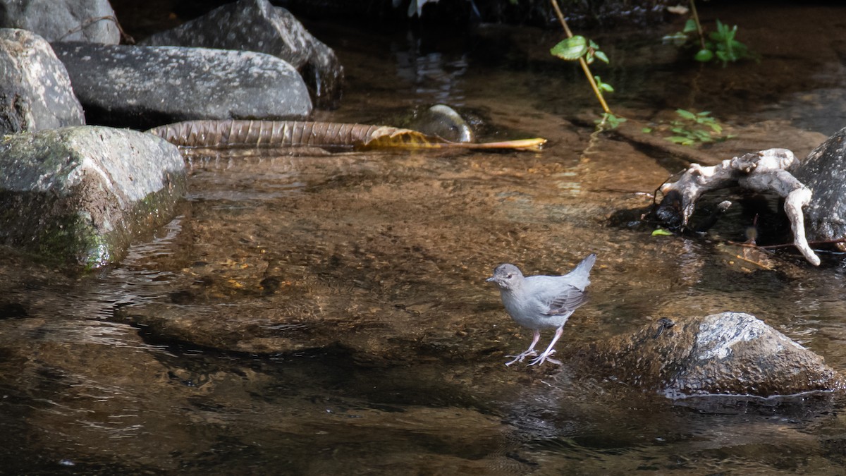 American Dipper - ML550807861