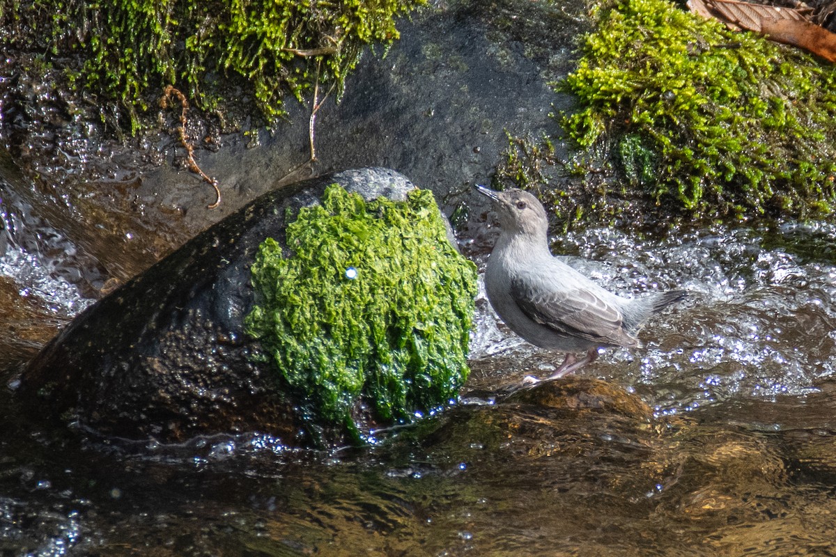 Grauwasseramsel - ML550809461