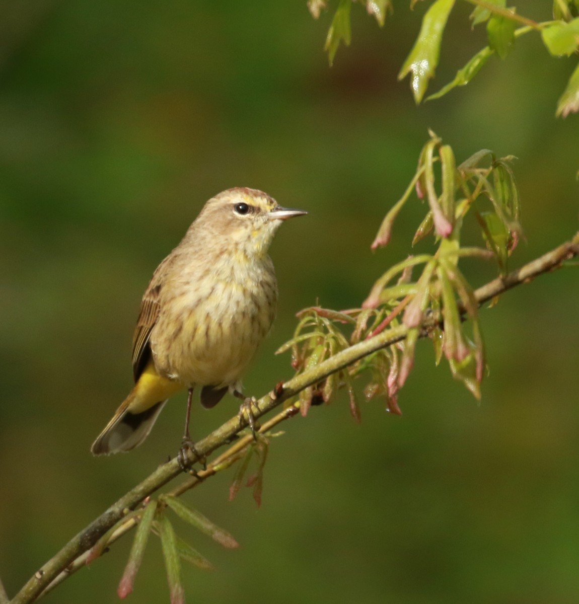 Palm Warbler - Michele Butts
