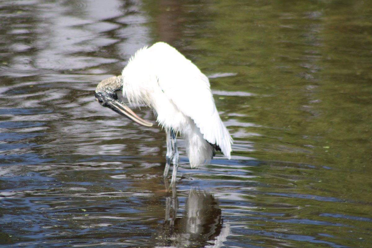 Wood Stork - Lydia Pultorak