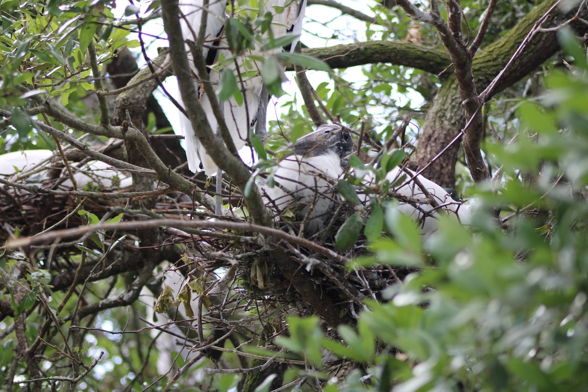 Wood Stork - ML550809521