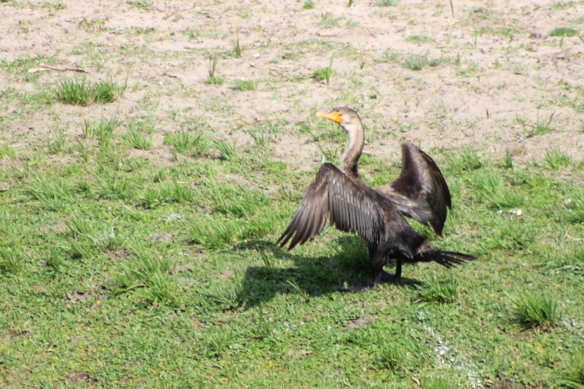 Cormoran à aigrettes - ML550809831