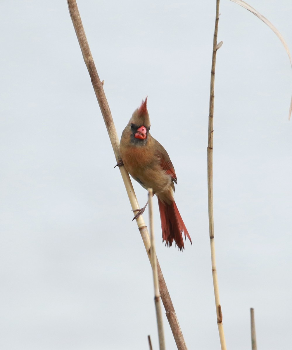 Northern Cardinal - Michele Butts