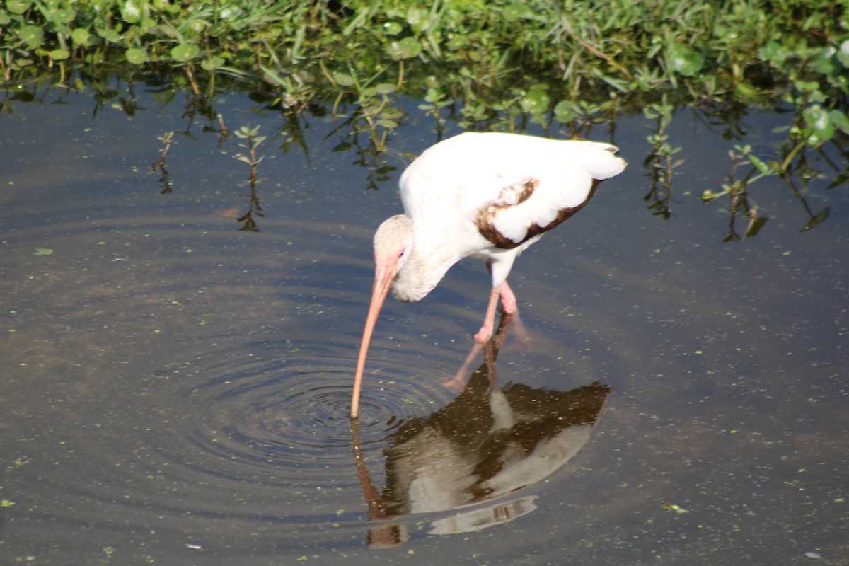 White Ibis - ML550810241