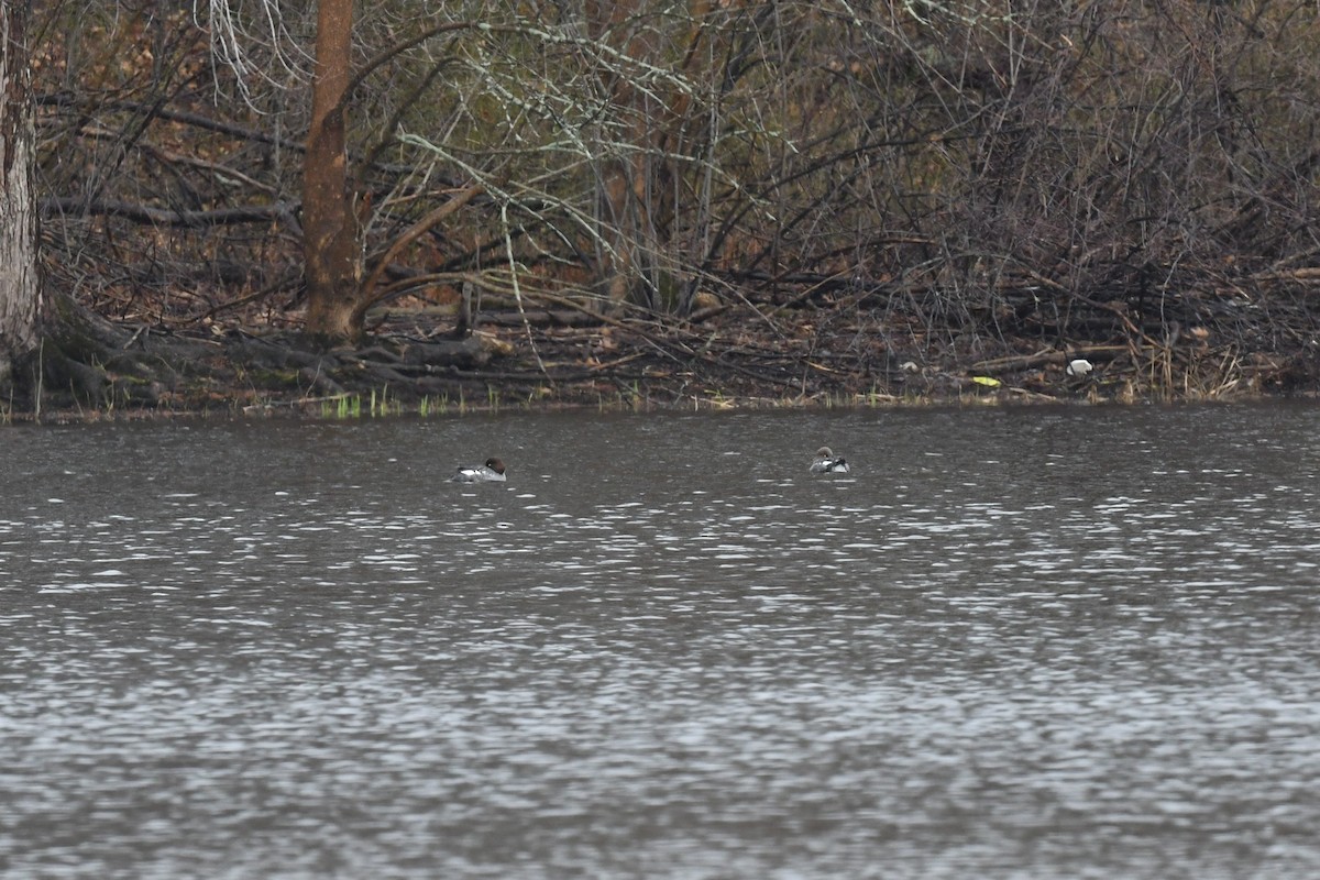 Common Goldeneye - ML550810461