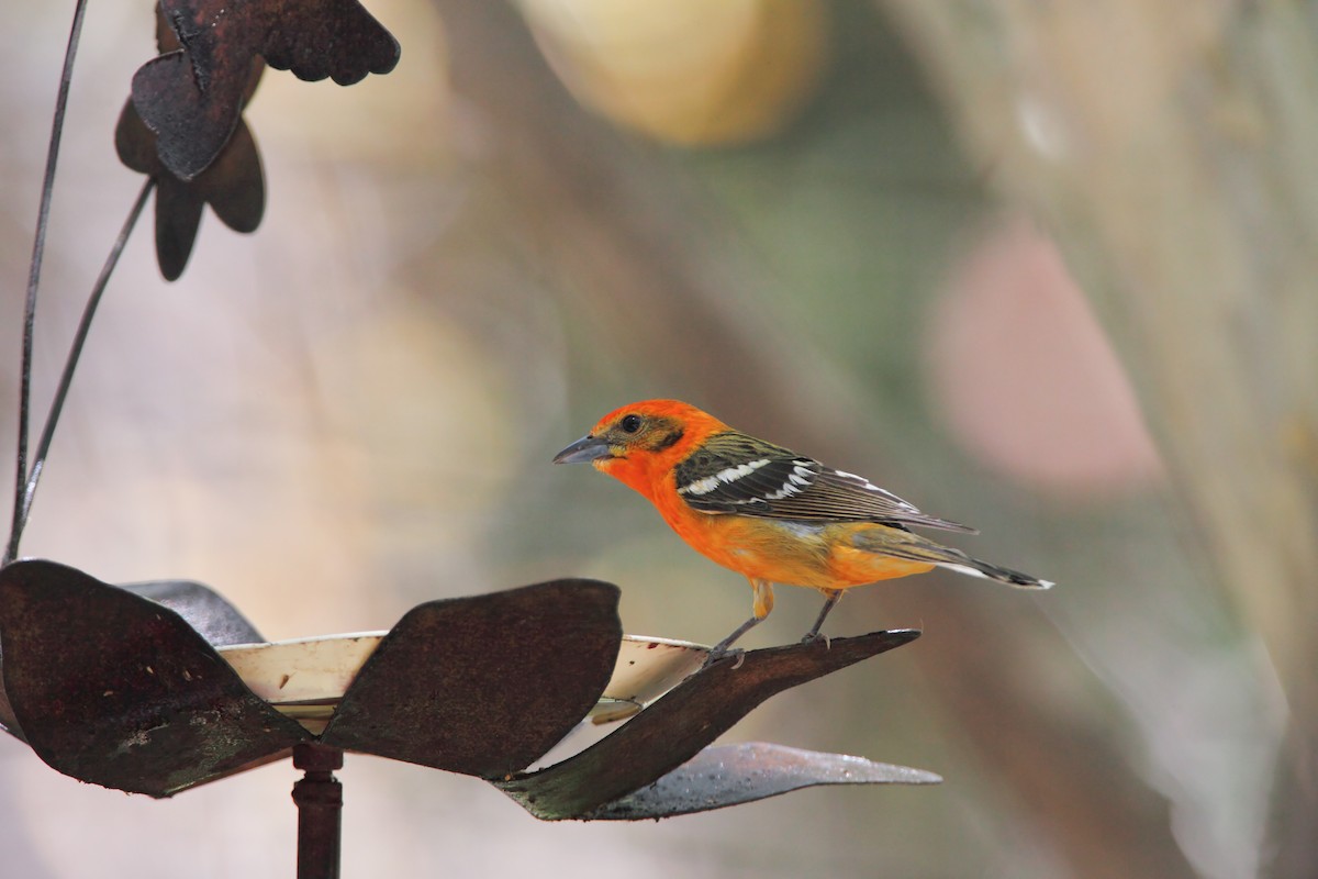 Flame-colored Tanager - ML550810541