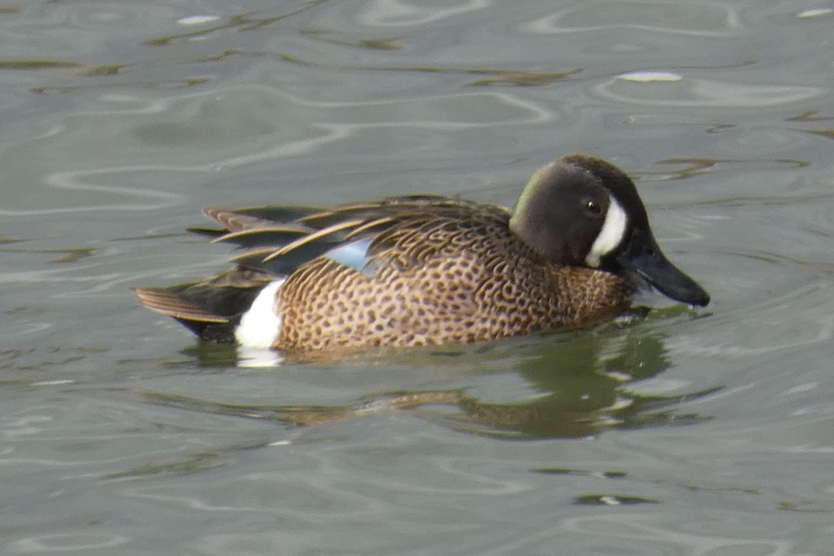 Blue-winged Teal - ML550810751