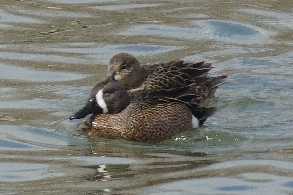 Blue-winged Teal - ML550810761