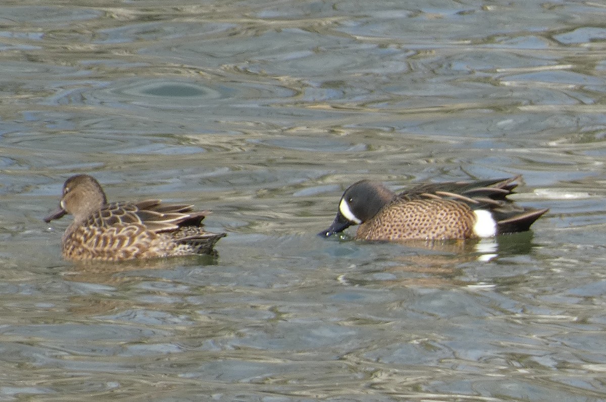 Blue-winged Teal - ML550810771